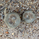 Australian fossil ammonite ("Myloceras ammonoide")