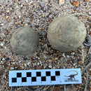 Australian fossil ammonite ("Myloceras ammonoide")