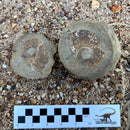 Australian fossil ammonite ("Myloceras ammonoide")