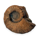 Australian fossil ammonite ("Myloceras ammonoide")