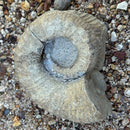 Australian fossil ammonite ("Myloceras ammonoide")