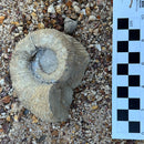 Australian fossil ammonite ("Myloceras ammonoide")