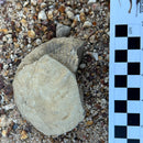 Australian fossil ammonite ("Myloceras ammonoide")