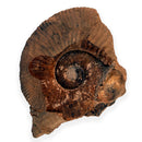 Australian fossil ammonite ("Myloceras ammonoide")