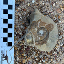 Australian fossil ammonite ("Myloceras ammonoide")