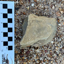 Australian fossil ammonite ("Myloceras ammonoide")