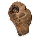 Australian fossil ammonite ("Myloceras ammonoide")