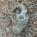 Australian fossil ammonite ("Myloceras ammonoide")