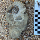 Australian fossil ammonite ("Myloceras ammonoide")