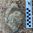 Australian fossil ammonite ("Myloceras ammonoide")