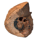 Australian fossil ammonite ("Myloceras ammonoide")