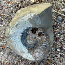 Australian fossil ammonite ("Myloceras ammonoide")
