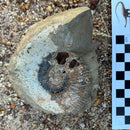 Australian fossil ammonite ("Myloceras ammonoide")