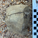 Australian fossil ammonite ("Myloceras ammonoide")