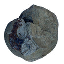 Australian fossil ammonite ("Myloceras ammonoide")