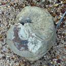 Australian fossil ammonite ("Myloceras ammonoide")