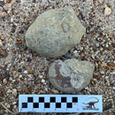 Australian fossil ammonite ("Myloceras ammonoide")