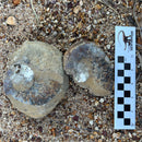 Australian fossil ammonite ("Myloceras ammonoide")