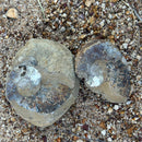 Australian fossil ammonite ("Myloceras ammonoide")