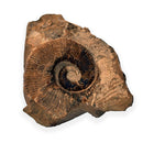 Australian fossil ammonite ("Myloceras ammonoide")
