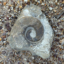 Australian fossil ammonite ("Myloceras ammonoide")