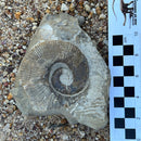 Australian fossil ammonite ("Myloceras ammonoide")