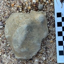 Australian fossil ammonite ("Myloceras ammonoide")