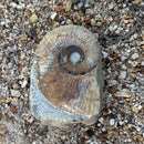 Australian fossil ammonite ("Myloceras ammonoide")