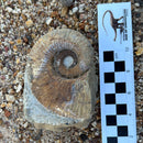 Australian fossil ammonite ("Myloceras ammonoide")