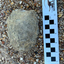 Australian fossil ammonite ("Myloceras ammonoide")