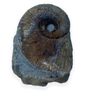 Australian fossil ammonite ("Myloceras ammonoide")