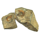 Australian fossil ammonite ("Myloceras ammonoide")