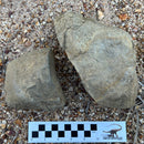 Australian fossil ammonite ("Myloceras ammonoide")
