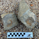 Australian fossil ammonite ("Myloceras ammonoide")