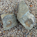 Australian fossil ammonite ("Myloceras ammonoide")
