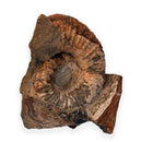 Australian fossil ammonite ("Myloceras ammonoide")