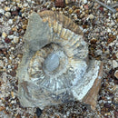 Australian fossil ammonite ("Myloceras ammonoide")