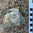 Australian fossil ammonite ("Myloceras ammonoide")