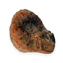 Australian fossil ammonite ("Myloceras ammonoide")