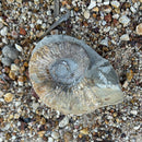 Australian fossil ammonite ("Myloceras ammonoide")