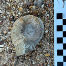 Australian fossil ammonite ("Myloceras ammonoide")