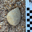 Australian fossil ammonite ("Myloceras ammonoide")