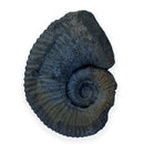 Australian fossil ammonite ("Myloceras ammonoide")