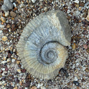 Australian fossil ammonite ("Myloceras ammonoide")