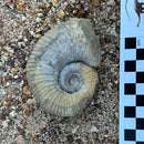 Australian fossil ammonite ("Myloceras ammonoide")