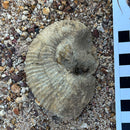 Australian fossil ammonite ("Myloceras ammonoide")