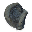 Australian fossil ammonite ("Myloceras ammonoide")