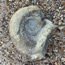 Australian fossil ammonite ("Myloceras ammonoide")