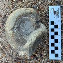 Australian fossil ammonite ("Myloceras ammonoide")