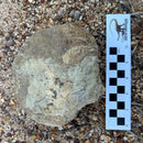 Australian fossil ammonite ("Myloceras ammonoide")